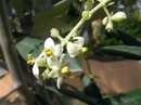 Olea europaea